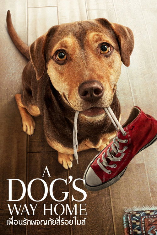 A Dog's Way Home เพื่อนรักผจญภัยสี่ร้อยไมล์ (2019)