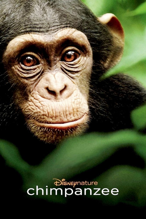 Chimpanzee ชิมแปนซี ผจญภัยในป่ากว้าง (2012) บรรยายไทย